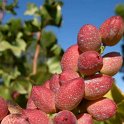 Fruto de pistacho. Variedad Kerman (8)